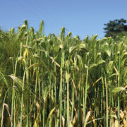 More renewable energy options to fuel supplies