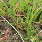 Decision-making  tool  launched for phosphorus