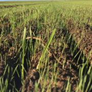 5 tips for early drilled wheat this autumn