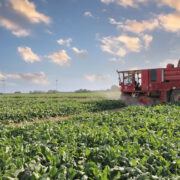 2024 sugar beet campaign is ‘performing well’ 