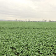 Trait-loaded genetics put rape varieties at the top