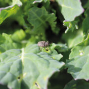 ‘Hidden threat’ posed by winter rape weevil