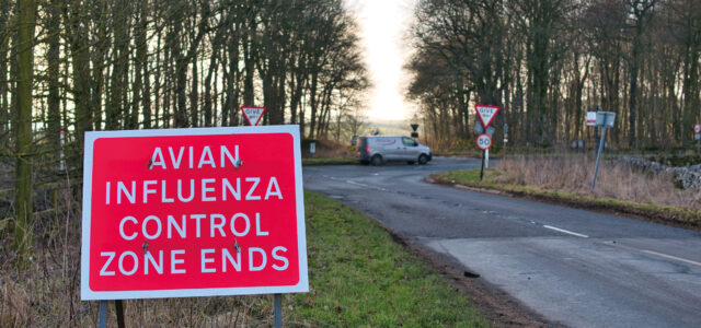 Scientists use waste water to track avian flu