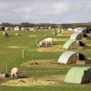 Pig industry stalwart wins David Black Award