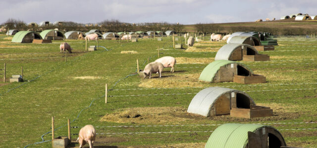 Pig industry stalwart wins David Black Award