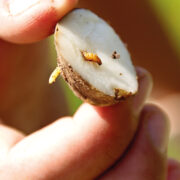 Enigma project helps reveal wireworm risk