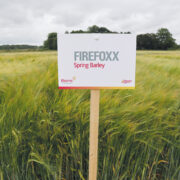 Leading maltster backs popular spring barley