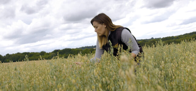 Record-breaking spring oat delivers bumper yield