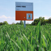 Productivity boost from new varieties