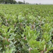 Pea and bean varieties show breeder has finger on pulse