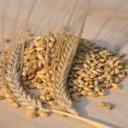 Consistency ‘crucial’ when choosing spring barley