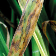 Trials underline benefit of cereal disease control
