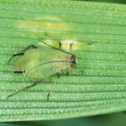 Alternative options to neonicotinoids for sugar beet growers