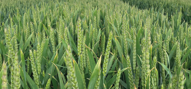 High hopes at harvest for blockbuster wheat