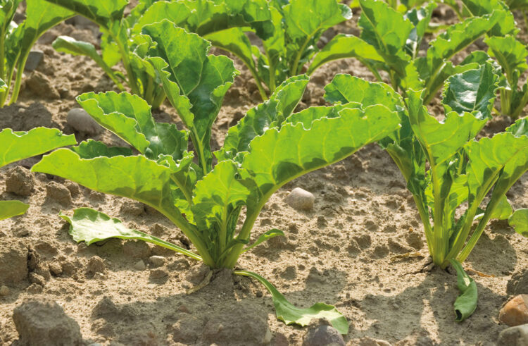 Biofertiliser keeps drought-stressed beet growing