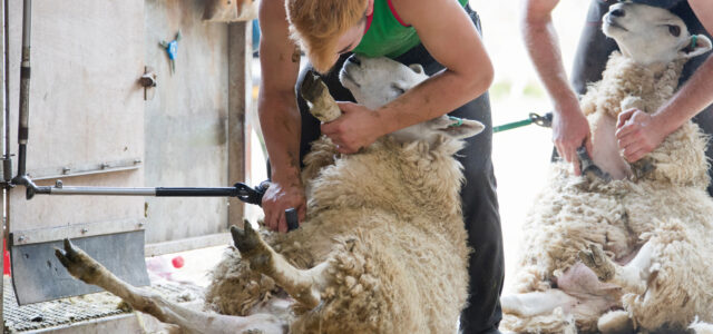 Updated guidance aimed to protect flocks at shearing