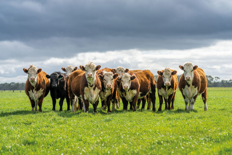 Net zero beef ‘now a reality’ – Anglia Farmer Magazine