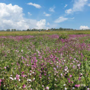 Benefits from broadcasting cover crops pre-harvest