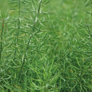 Good timing crucial for rape dessication