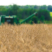 Resistance to pod shatter ‘no longer an option’