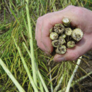 Scientists identify resistance mechanism in phoma stem canker