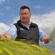 High-yield hybrid barley launched