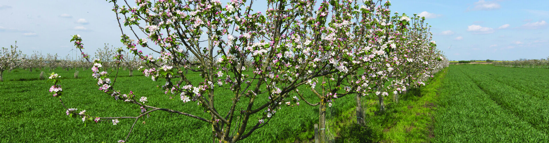 How to turn trees into farm business assets