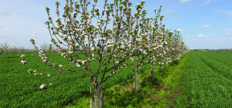 How to turn trees into farm business assets