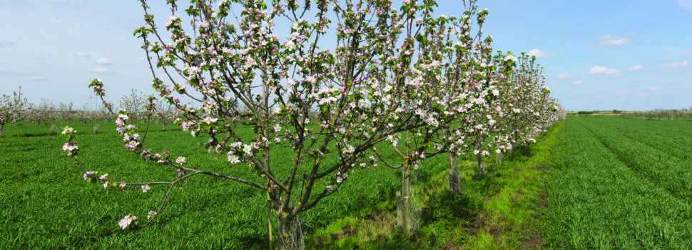 How to turn trees into farm business assets