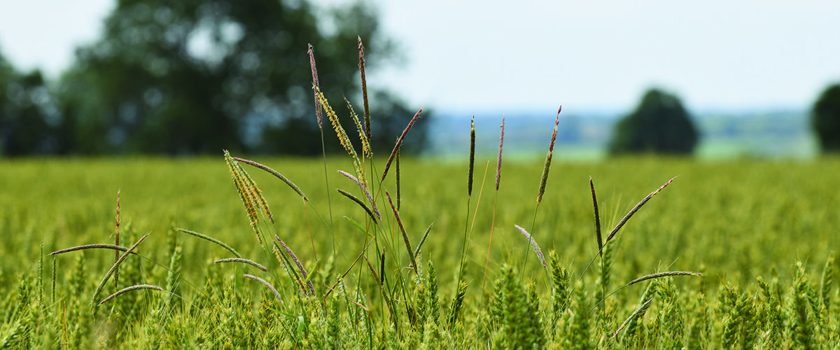 How best to control blackgrass when land returns to cropping