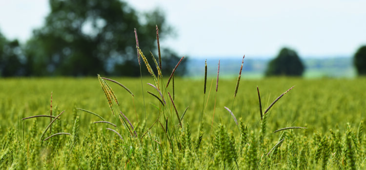 How best to control blackgrass when land returns to cropping