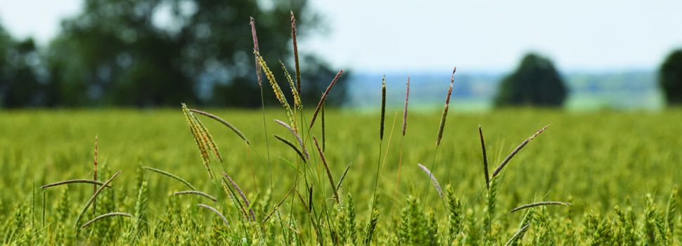 How best to control blackgrass when land returns to cropping