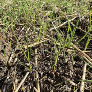 Later emergence opens new front in blackgrass battle