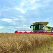Unofficial world record crop of oilseed rape