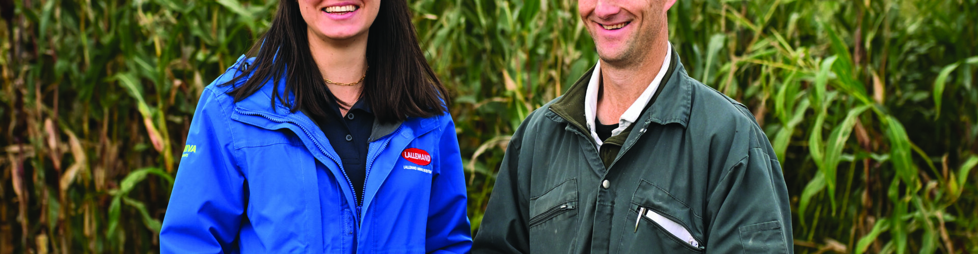 How to reduce risk of mycotoxin in maize silage
