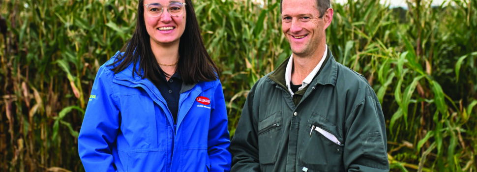 How to reduce risk of mycotoxin in maize silage