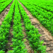 Carrot growers root for farming future