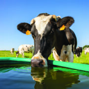 Water service boosts cow health and productivity