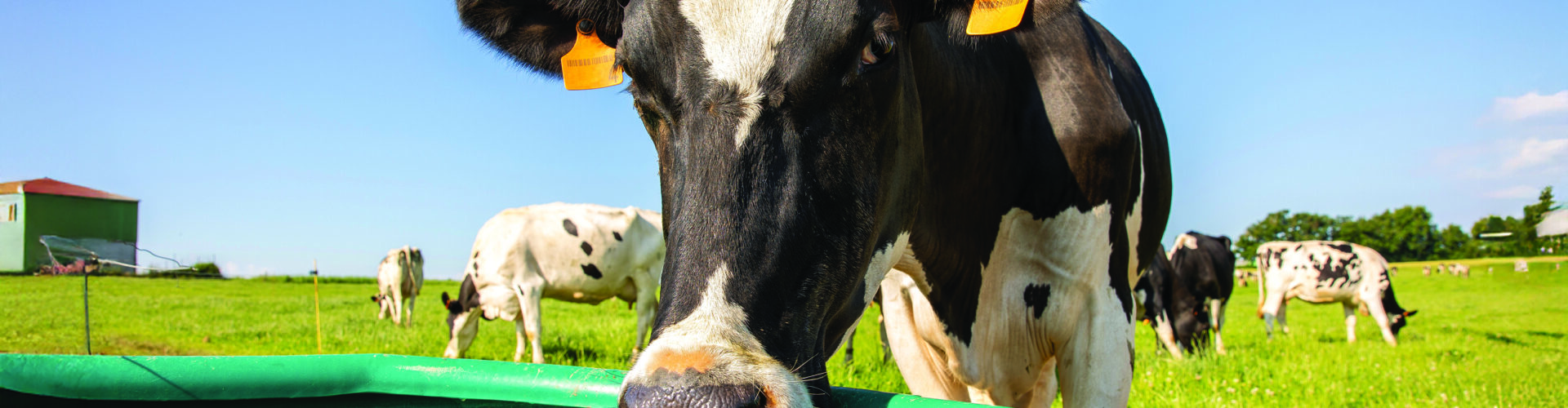 Water service boosts cow health and productivity