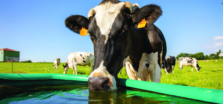 Water service boosts cow health and productivity