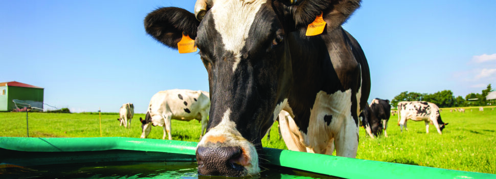 Water service boosts cow health and productivity