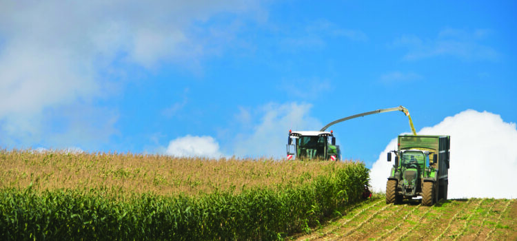 Treat tricky maize harvest with care