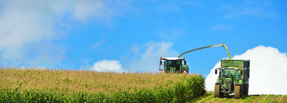 Treat tricky maize harvest with care