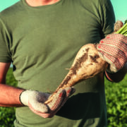 Seed calculator helps shed light on sugar beet