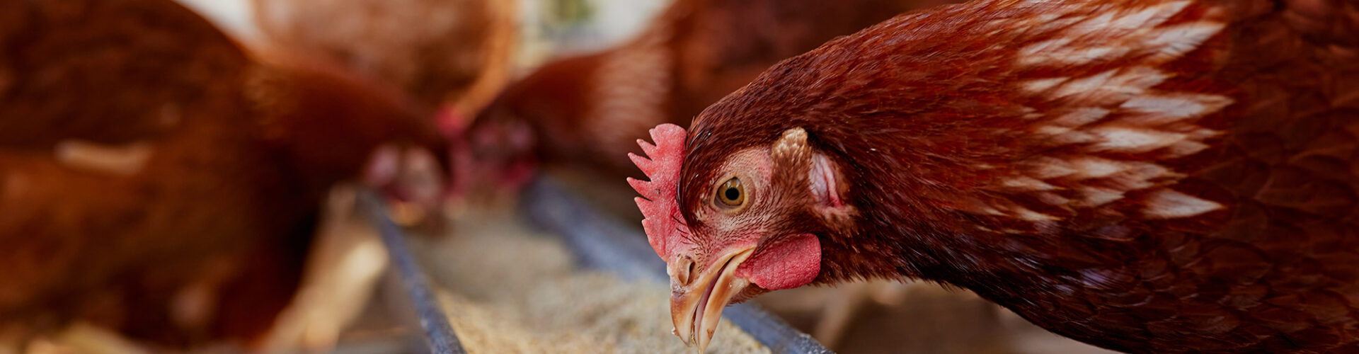 Stay vigilant on salmonella control, egg producers told