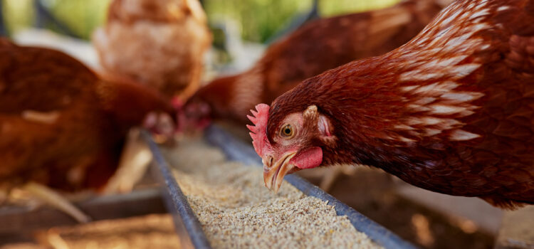 Stay vigilant on salmonella control, egg producers told