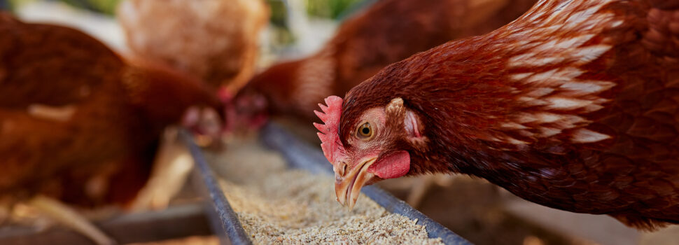 Stay vigilant on salmonella control, egg producers told