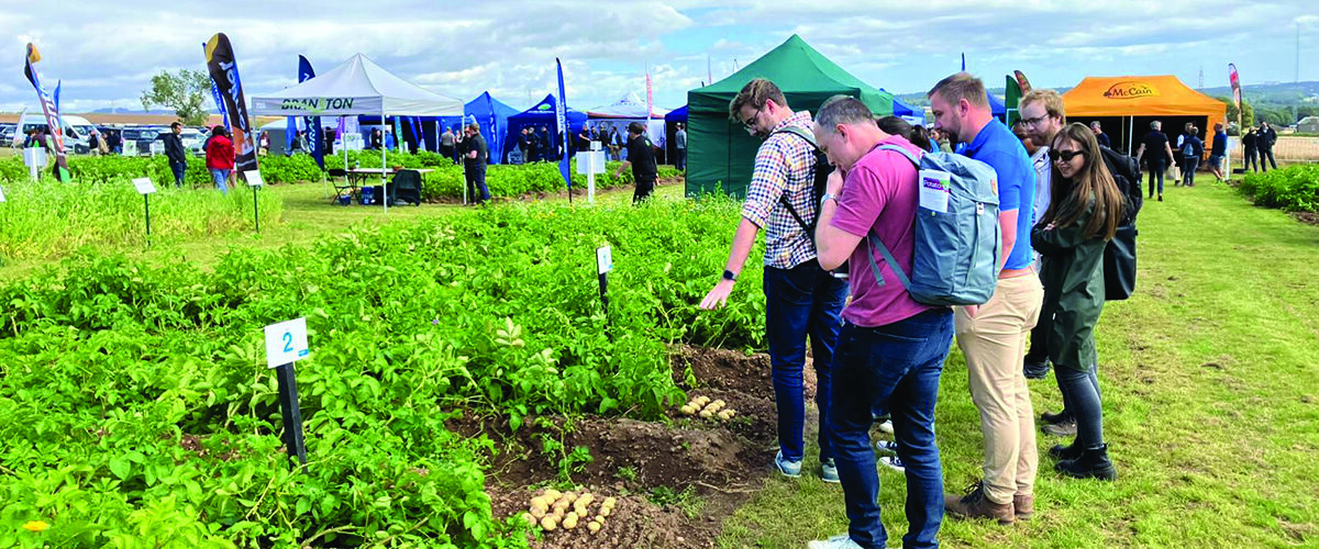 Potato showcase drives innovation and collaboration