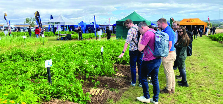 Potato showcase drives innovation and collaboration