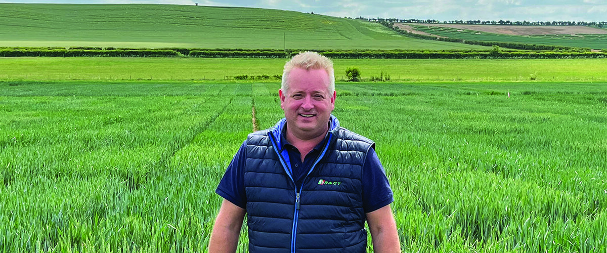 Cereal growers face higher insect threat this autumn